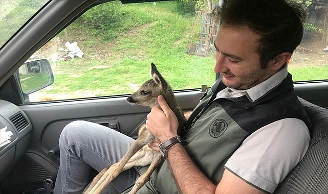 Yavru karaca koruma altına alındı