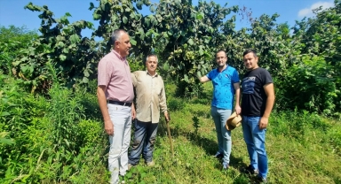 Salıpazarı ilçesinde örnek fındık bahçeleri ziyaret edildi