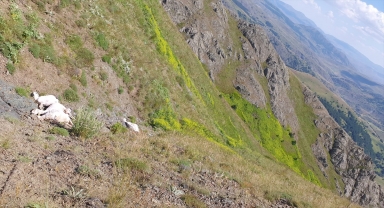 Tokat'ta yaylada bulunan 98 koyun telef oldu