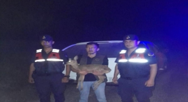 Zonguldak'ta yaralı halde bulunan ceylan tedaviye alındı