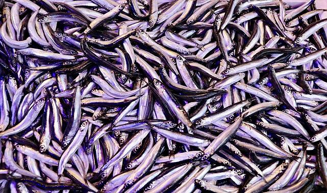 Hamsinin kilogramı 50 liradan satılıyor