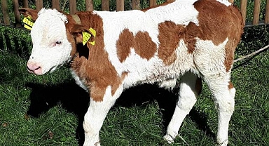 Buzağı desteklemesi 1. dönem müracaatları başladı