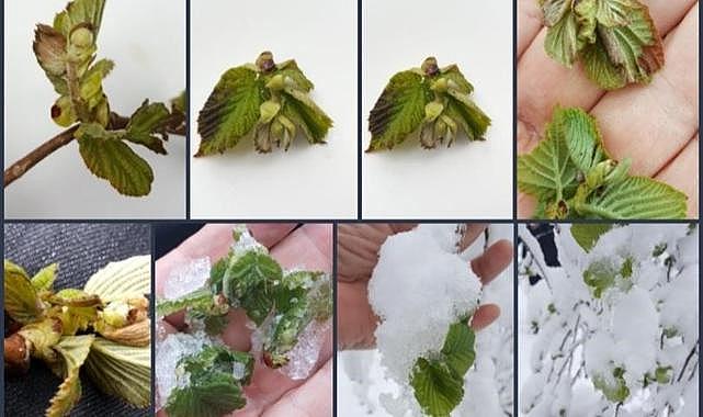 Fındık üreticilerine don riskine karşı sigorta uyarısı