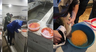 Alabalık sağımı devam ediyor