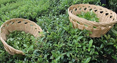 ÇAYKUR'dan 2023 yılı çay raporu