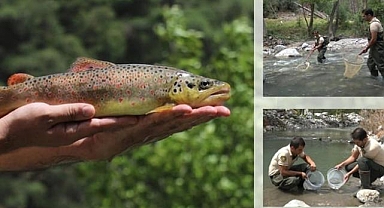 Derelere 3 milyon 700 bin alabalık salındı