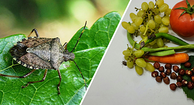Fındık düşmanı, kahverengi kokarca için kamu spotu