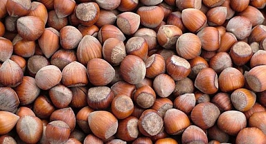 Giresun'da fındık fiyatı 112 - 115 liradan işlem görüyor