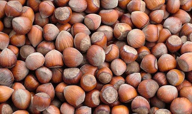 Giresun'da fındık fiyatı 112 - 115 liradan işlem görüyor