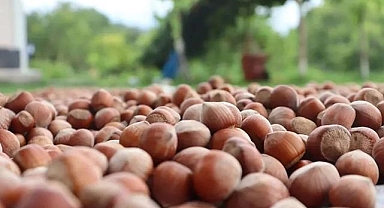 Giresun'dan en fazla fındık ihracatı yapan firmalar belli oldu