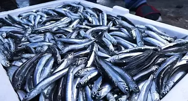 Hamsi ihracatı 2023'te yüzde 23 arttı 