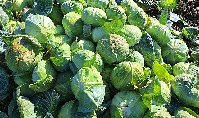 Bafra Ovası'nda 200 bin ton beyaz lahana hasadı bekleniyor