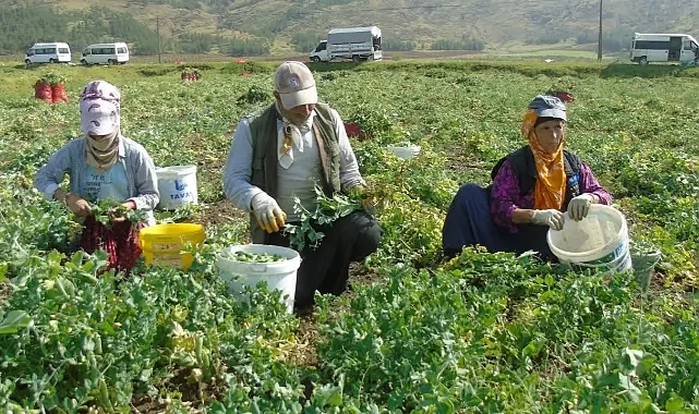 Gaziantep'te 10 bin dönümde bezelye hasadı başladı