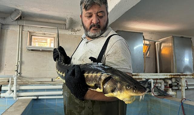 Bolu'daki su ürünleri istasyonunda ilk kez mersin balığı üretimi yapıld