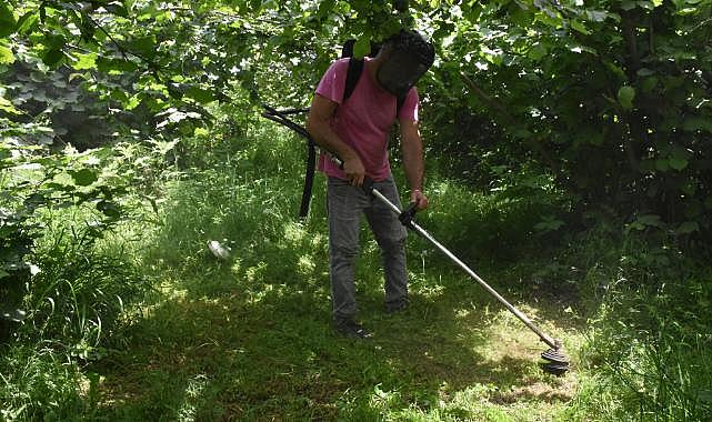 Fındık üreticileri bahçelerde hasat sezonu öncesi hazırlık yapıyor