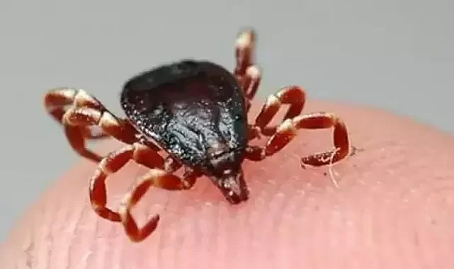 Giresun'da bu yıl 7 kişide KKKA hastalığı tespit edildi