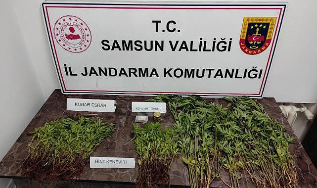 Samsun'da evinde uyuşturucu yetiştiren zanlı gözaltına alındı