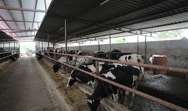 Tokat'ta kene ile mücadele kapsamında büyükbaş hayvanlar ilaçlandı