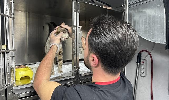 Zonguldak'ta veterinerin kapısına gelen sahipsiz hasta kedi tedaviye alındı