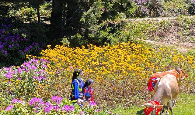 Doğu Karadeniz yaylalarına büyükbaş hayvanlarla göç başladı