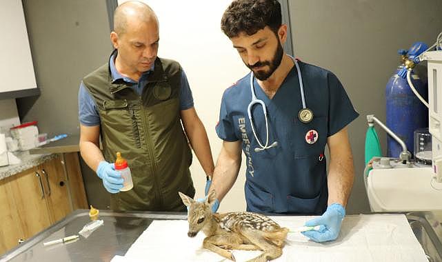 Ordu'da annesi ölen yavru karaca koruma altına alındı