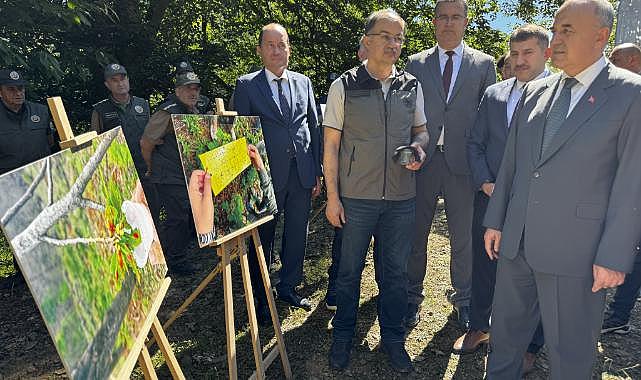 Ordu'da kestane ormanlarına gal arısıyla mücadele için faydalı böcek salındı