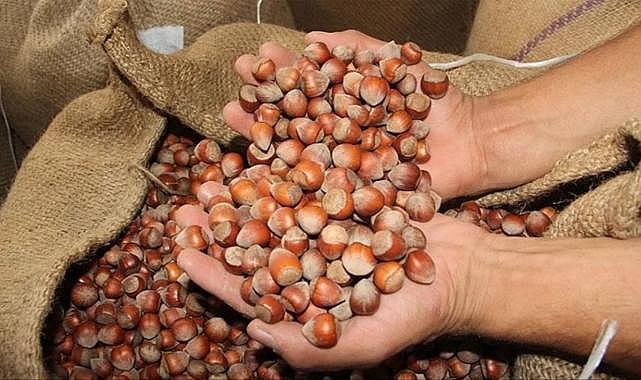 Türkiye'nin fındık ihracatının yüzde 32'si Trabzon'dan yapıldı