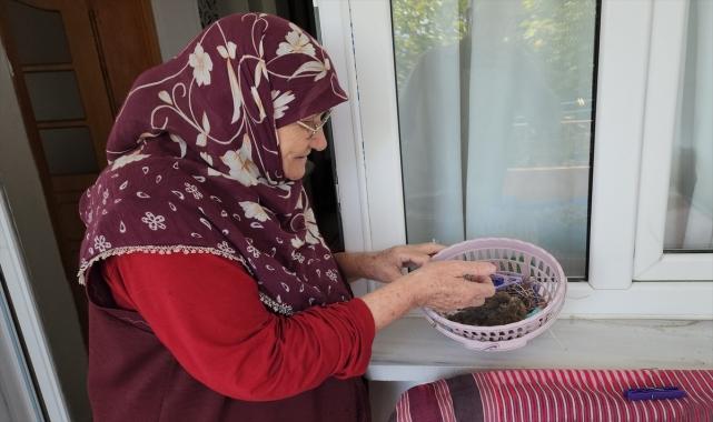 Annesinin terk ettiği kumru yavrusuna 78 yaşındaki kadın sahip çıktı