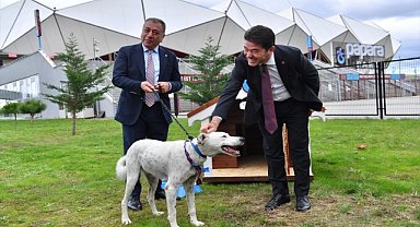 Trabzonspor, Fenerbahçe maçında sahaya giren köpeği sahiplendi