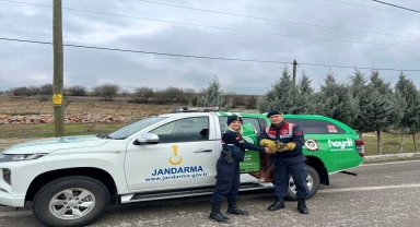 Karabük'te yaralı 2 kızıl şahin ile hasta kurt tedaviye alındı