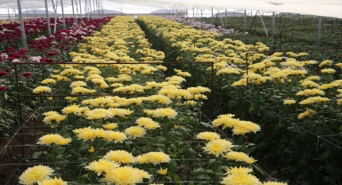 Çiçek sektörü 2024'te Tokat ekonomisine yaklaşık 100 milyon lira katkı sundu