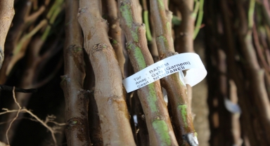 Pazar ilçesinde 1000 badem fidanı dağıtıldı