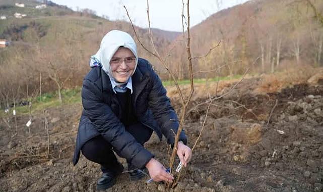 Samsun’da Yenilikçi Fındık Araştırması: Dip Sürgünsüz Türler Belirlendi