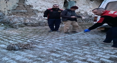 Çorum'da tavuk kümesine giren vaşak yakalandı