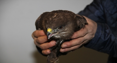 Giresun'da bitkin düşen kızıl şahin bakımı yapılarak doğaya salındı