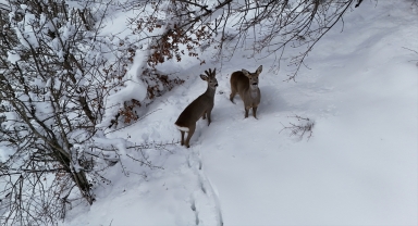 Kastamonu'da karda yürüyen 2 karaca dronla görüntülendi