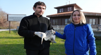 Samsun'da tedavisi tamamlanan 120 yabani hayvan doğaya bırakıldı