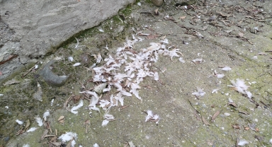 Sinop’ta sahipsiz köpeklerin saldırdığı 6 kanatlı hayvan telef oldu