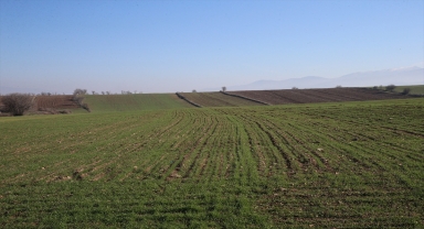Tokatlı çiftçiler, 85 dekarlık alanda deneme amaçlı yerli tohum ekti