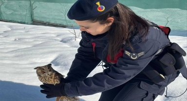 Artvin'de yaralı boynuzlu baykuş tedavi edilerek doğaya salındı