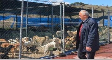 Boyabat Belediyesi sahipsiz köpekleri toplatacak