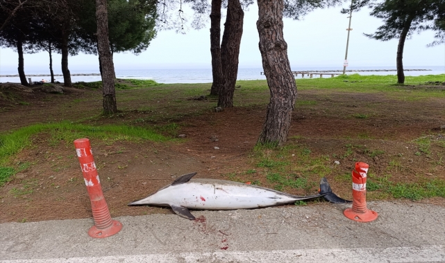 Samsun'da ölü yunus sahile vurdu