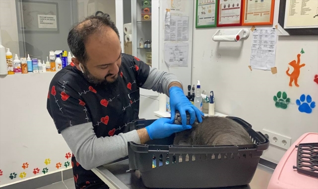 Zonguldak'ta dişi kırılan kediye, 1,4 gramlık altın diş takıldı