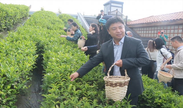 Çinli akademisyenler Uluslararası Çay Günü'nde Rize'de çay topladı