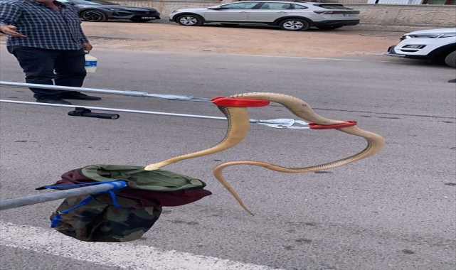 Gümüşhane'de otomobilin tekerleğine giren yılanı itfaiye ekipleri çıkardı