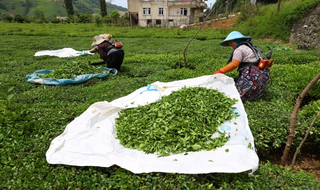 Trabzonlu çay üreticileri ilk sürgün hasadı için makas sallıyor