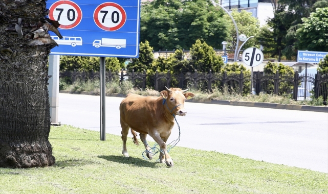 Giresun'da kaçtıktan sonra denize atlayan kurbanlık, balıkçı kulübesinde yakalandı