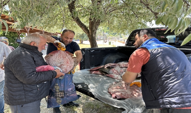 Sinop'ta kaçak avlanan 1611 kalkan balığı ele geçirildi