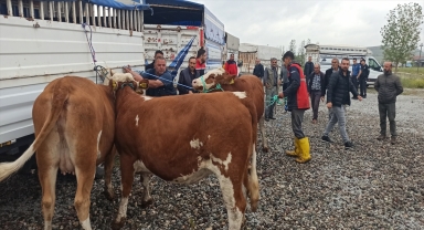 Tokat'ta 160 damızlık gebe düve dağıtıldı