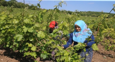 Tokat'ta coğrafi işaretli